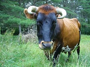 Gale Farm Ox