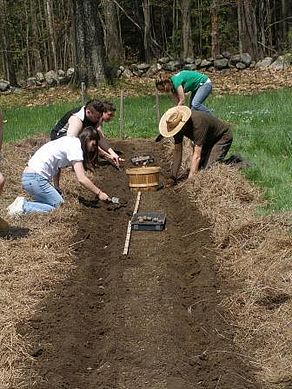 Potato Harvest