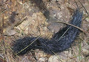 Porcupine Quills