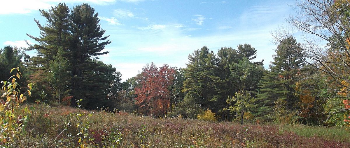 Skyfields arboretum