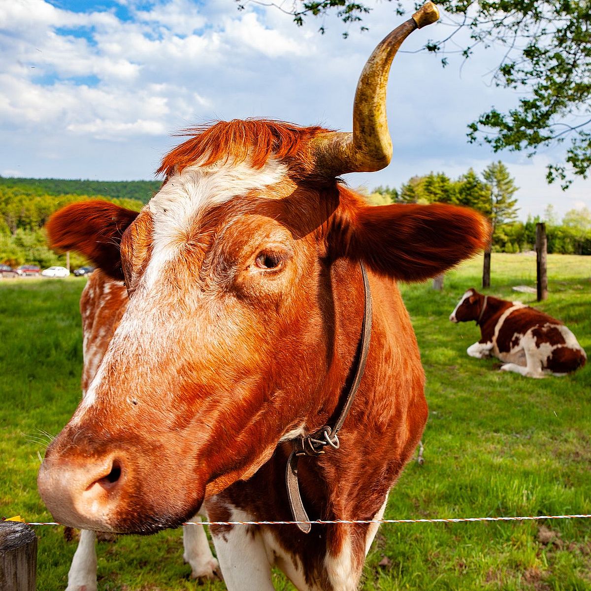 Two cows on a farm