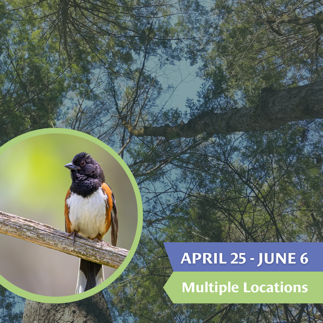 Mount Grace Birding Challenge