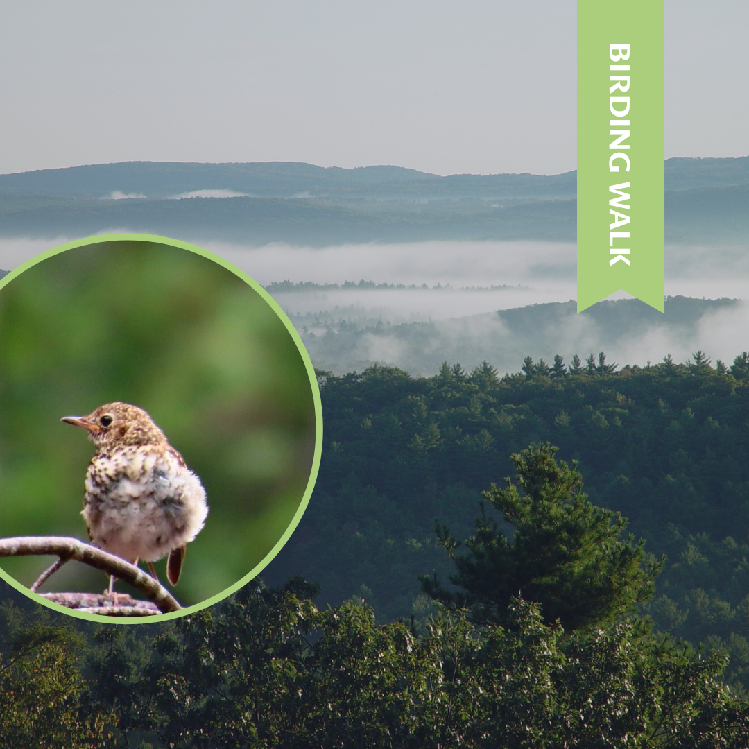 Guided Bird Walk at Guiney